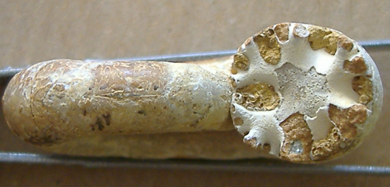 AMMONITE 4
